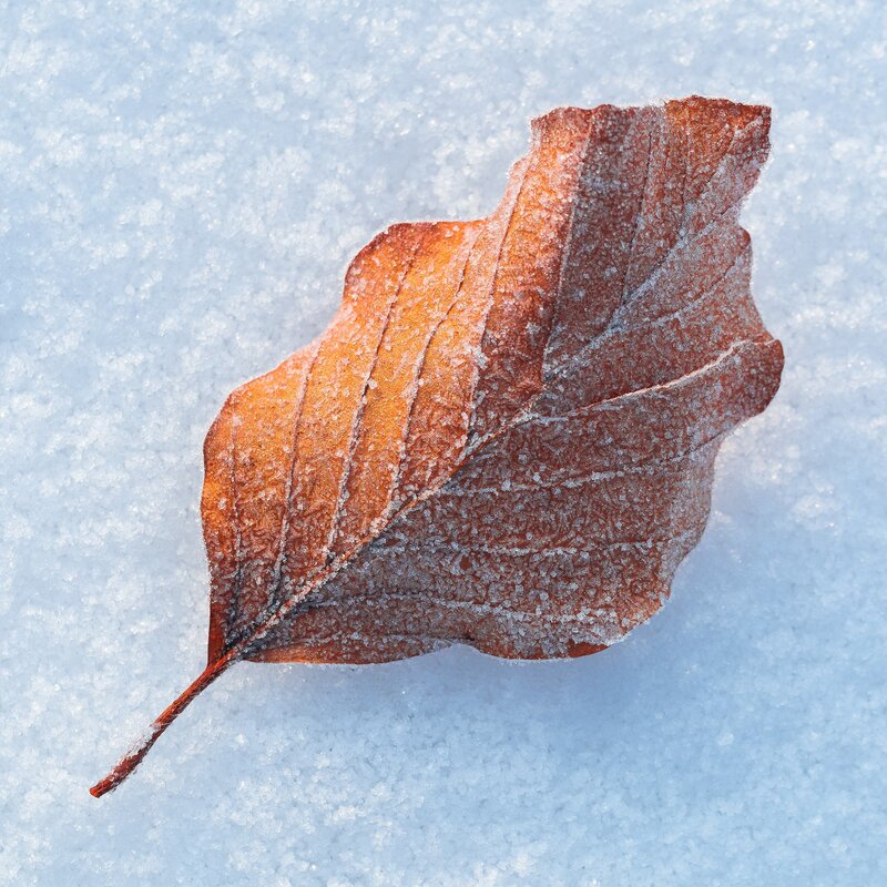 frozen leaf on snow
