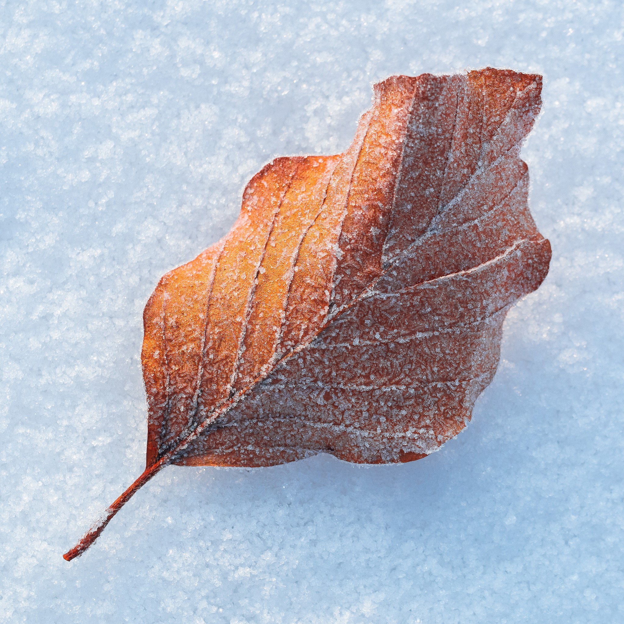 frozen leaf on snow