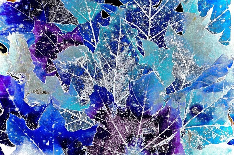 Frozen Leaf Patterns