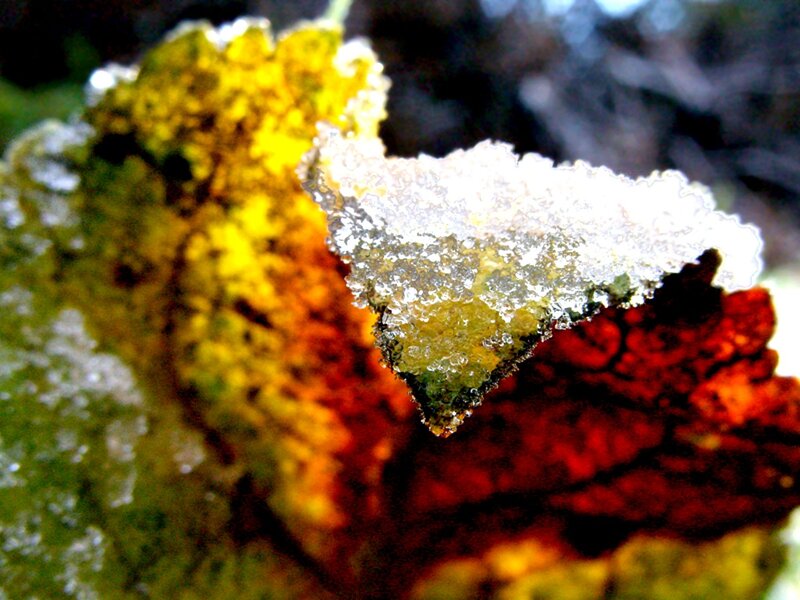 Frozen Leaf