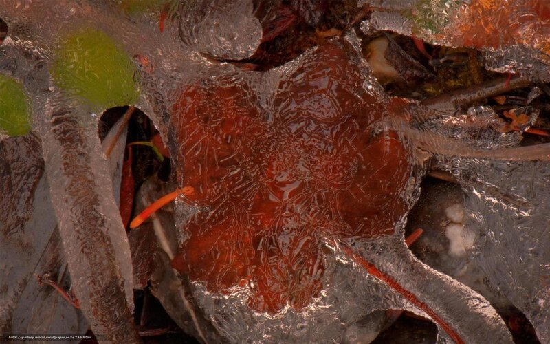 Frozen leaf under ice