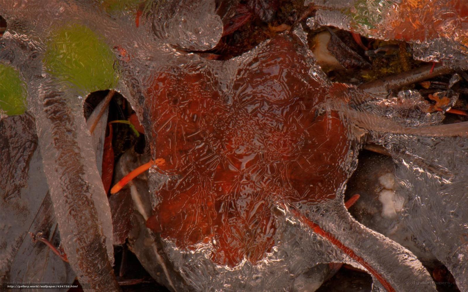Frozen leaf under ice
