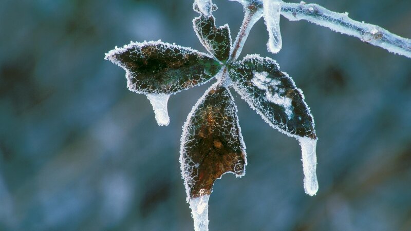 frozen leaf with ice crystals