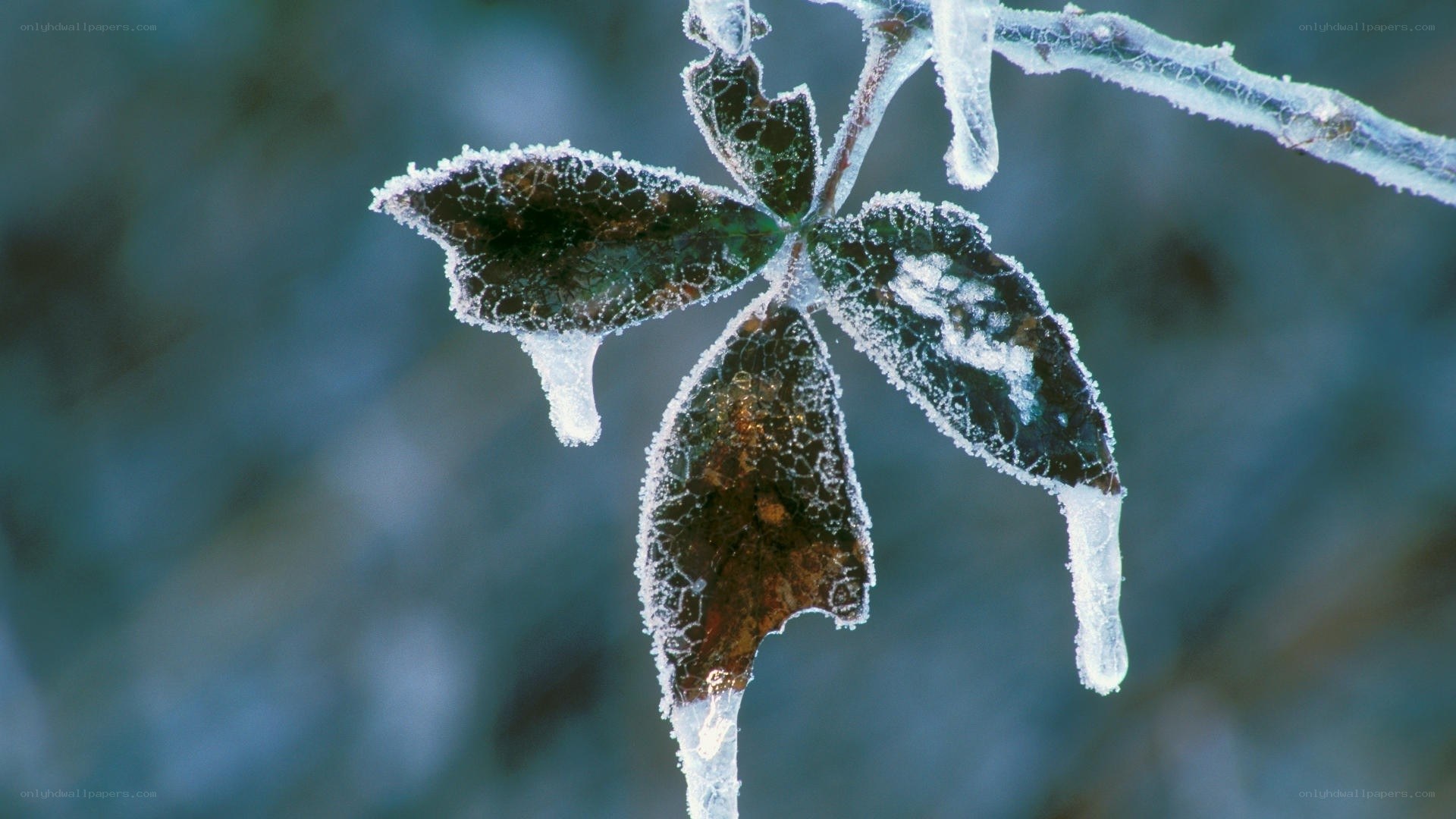 frozen leaf with ice crystals