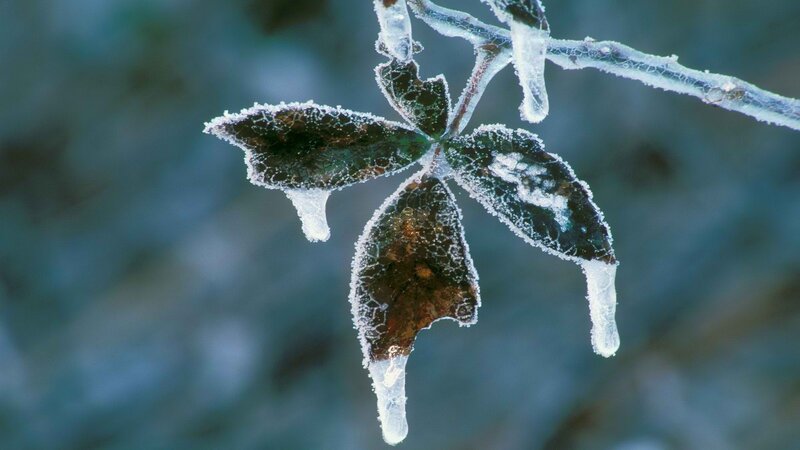 frozen leaf with ice crystals