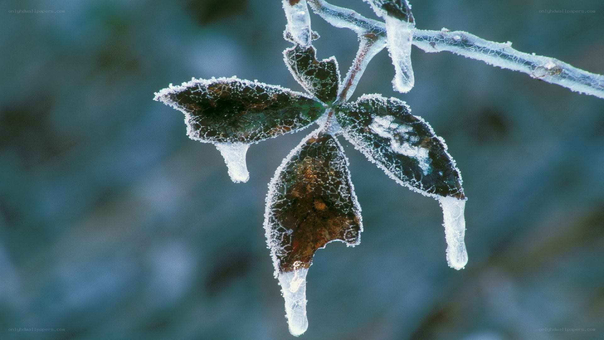 frozen leaf with ice crystals