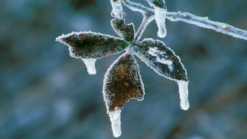 frozen leaf with ice crystals