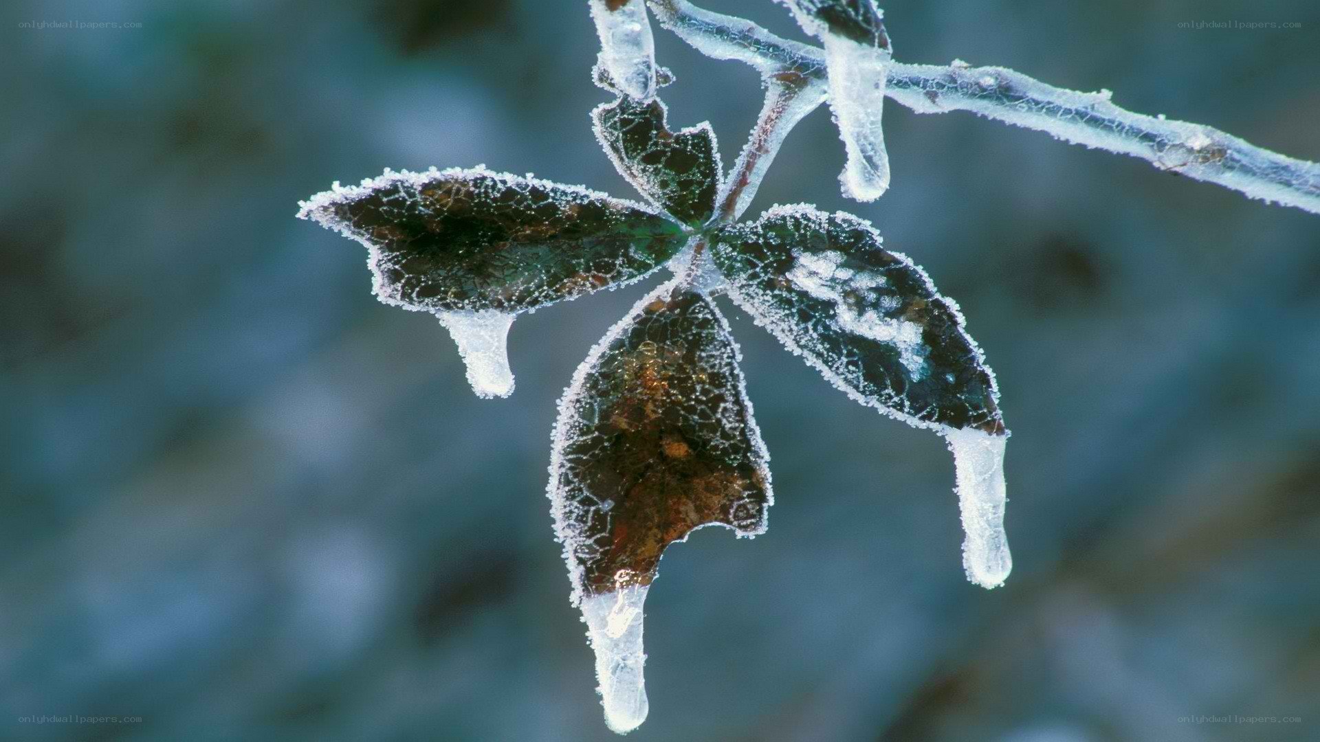 frozen leaf with ice crystals