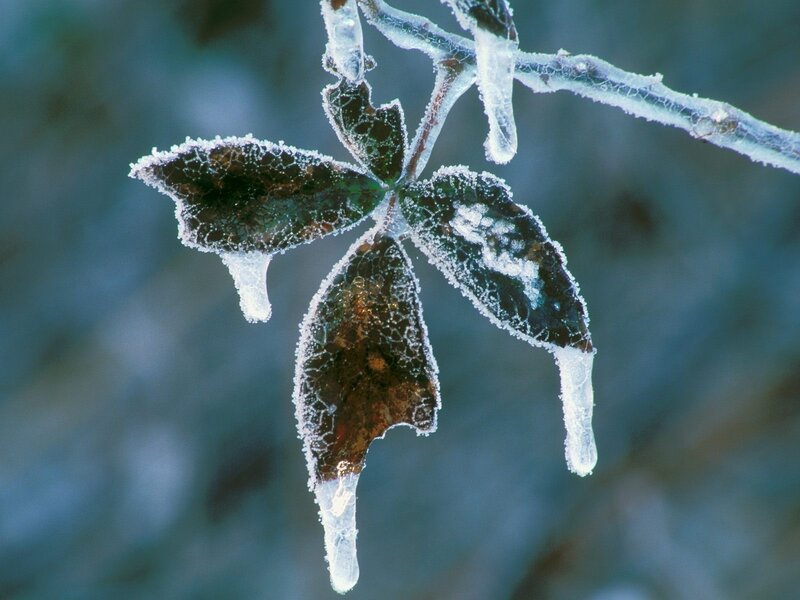 frozen leaf with ice crystals