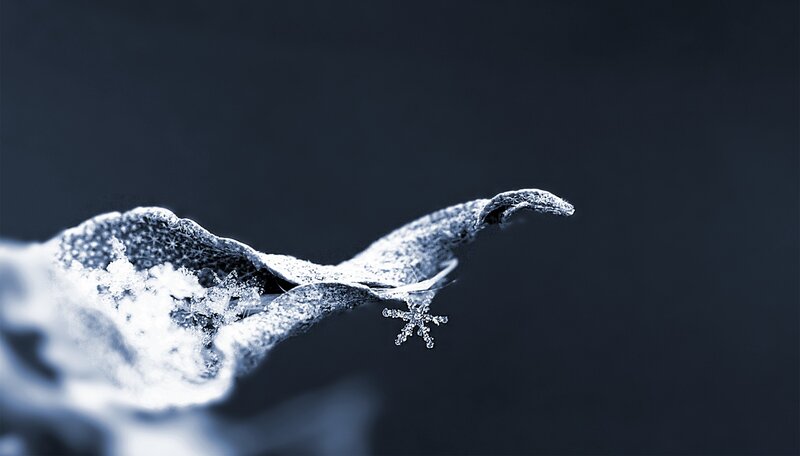 Frozen Leaf with Snowflake