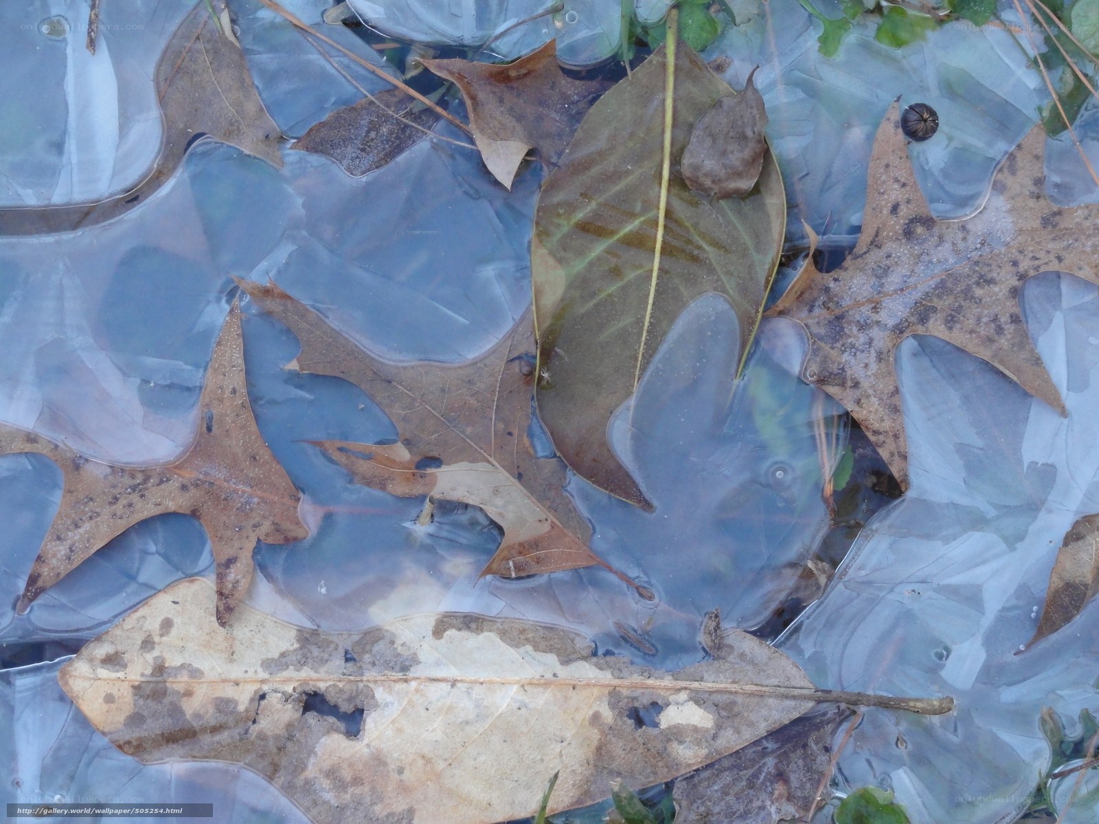 frozen leaves in water