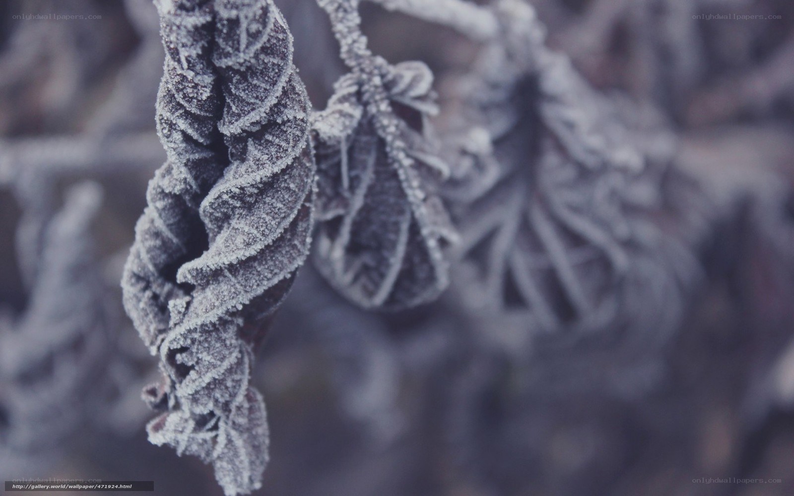 frozen leaves in winter