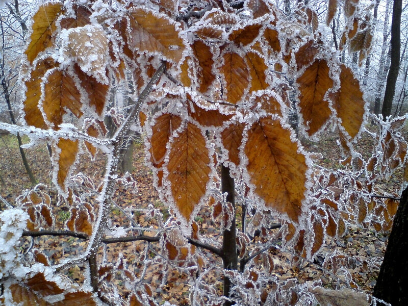 Frozen Leaves on Branch