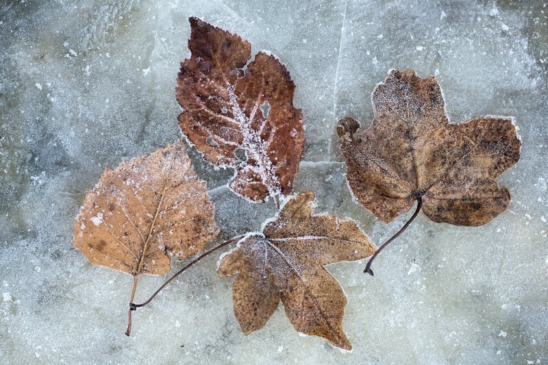 Frozen Leaves on Ice