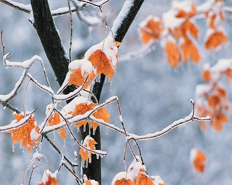Frozen Leaves on Tree