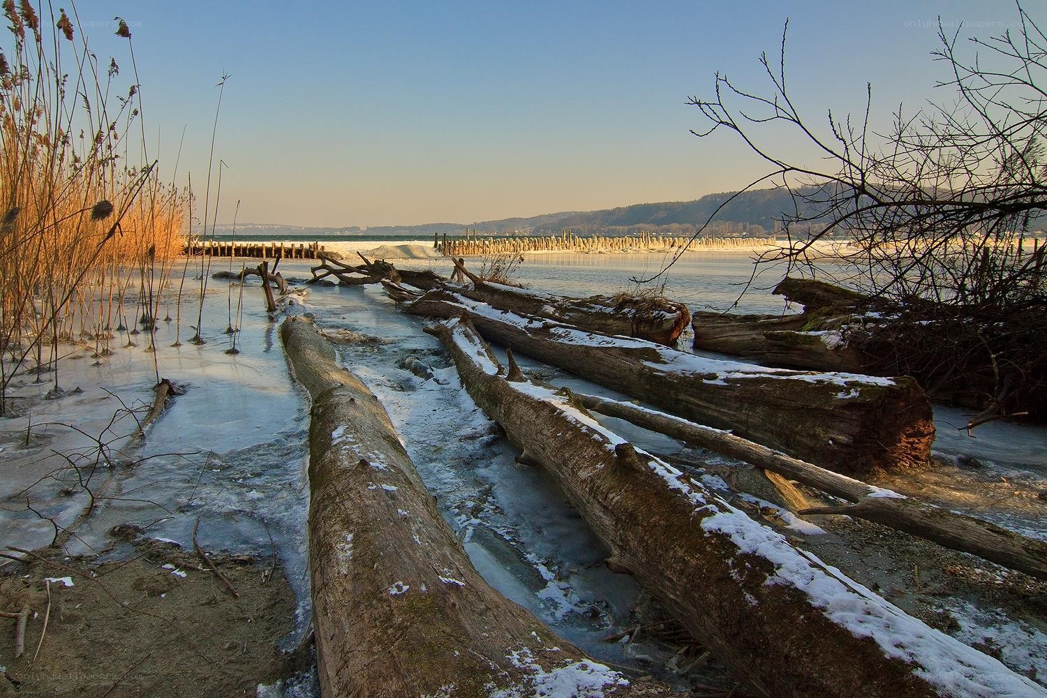 Frozen logs on a lakeshore