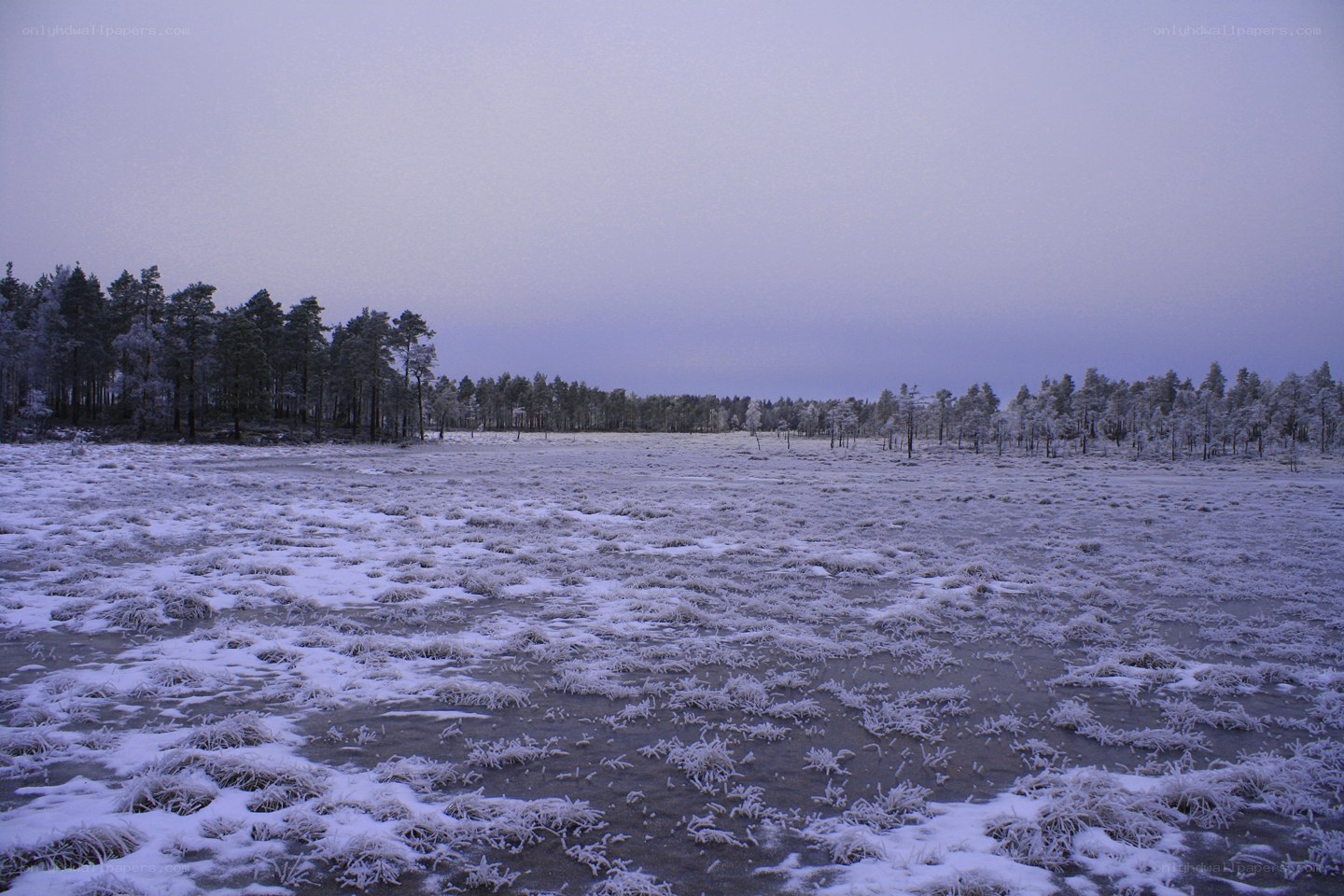 frozen marsh at dusk