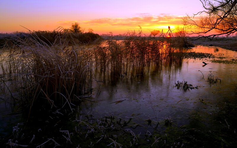 Frozen Marsh at Sunset