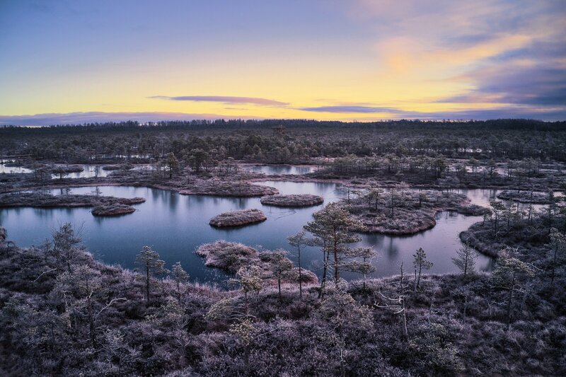 Frozen Marsh Landscape