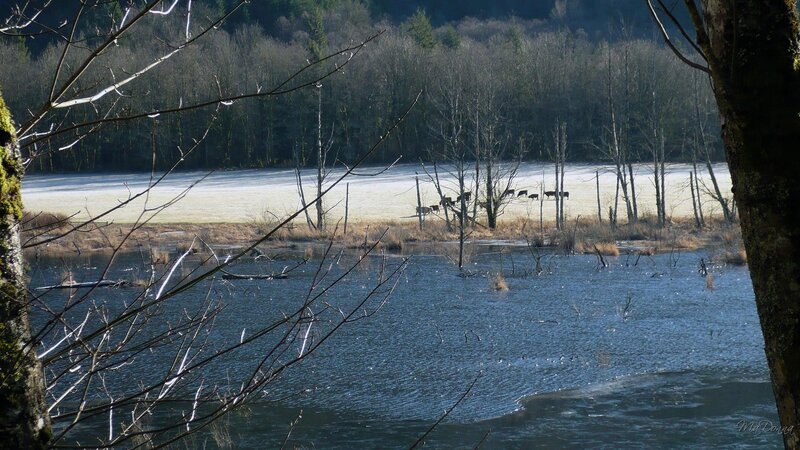 frozen marsh with grazing animals