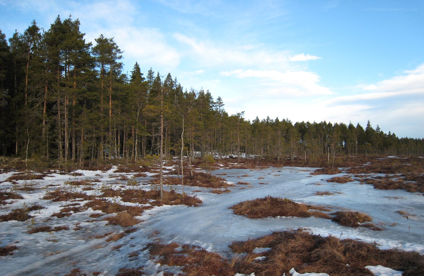 Frozen marsh with pine forest