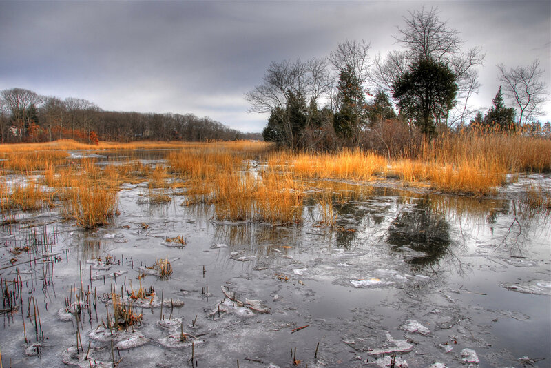 Frozen Marsh with Reeds