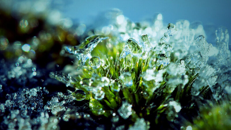 Frozen Moss with Ice Crystals