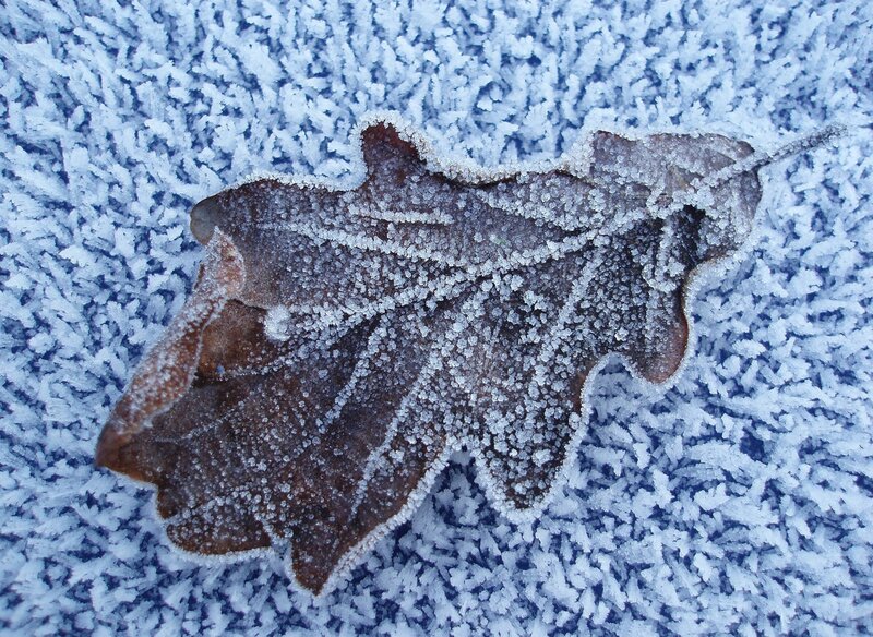 Frozen Oak Leaf — Brown, Cold