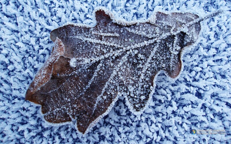 Frozen Oak Leaf