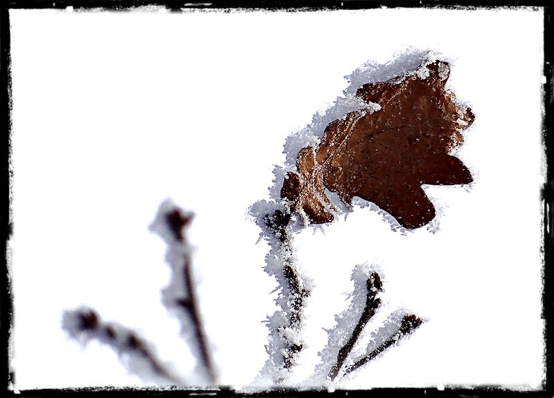 Frozen Oak Leaf — White