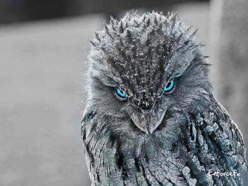 Frozen Owl with Blue Eyes