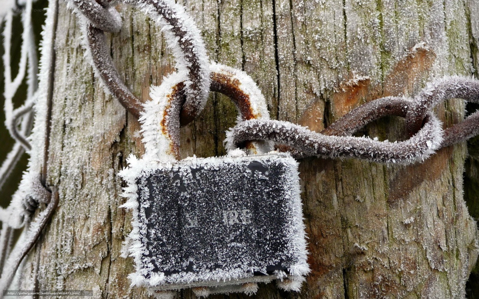 frozen padlock on tree