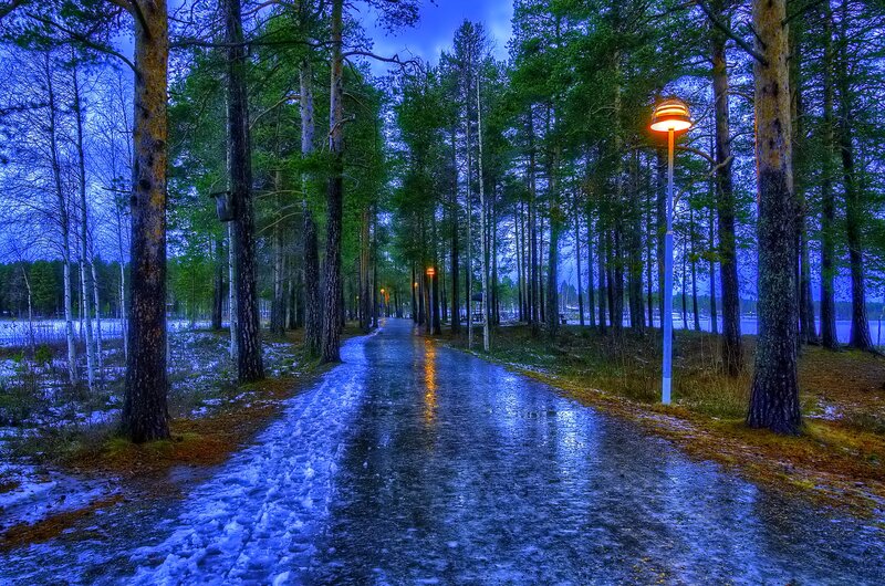 Frozen Path in Forest