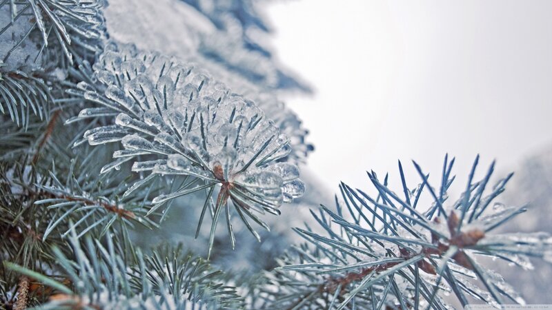 Frozen Pine Branch — Blue