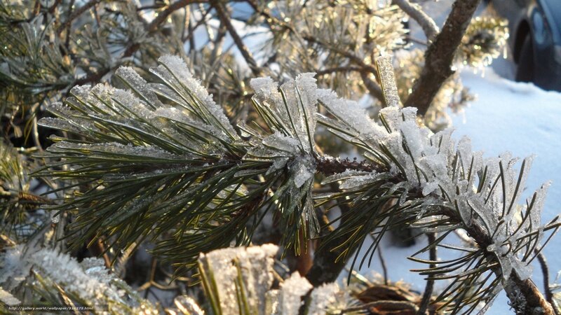 Frozen Pine Branch — Green