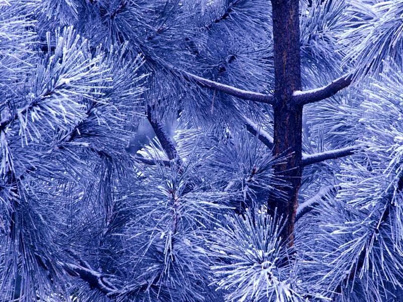 frozen pine branches