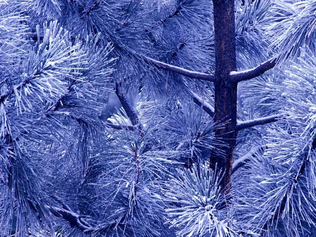 frozen pine branches