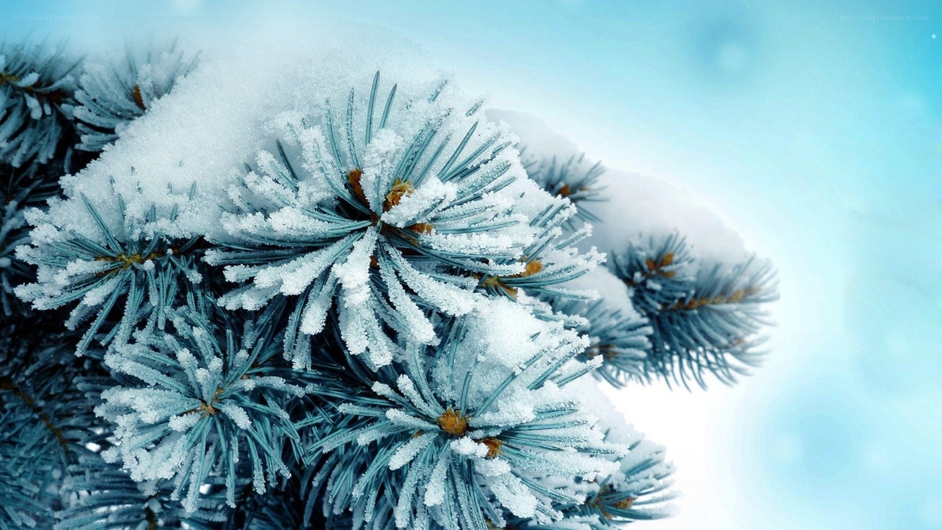 frozen pine branches