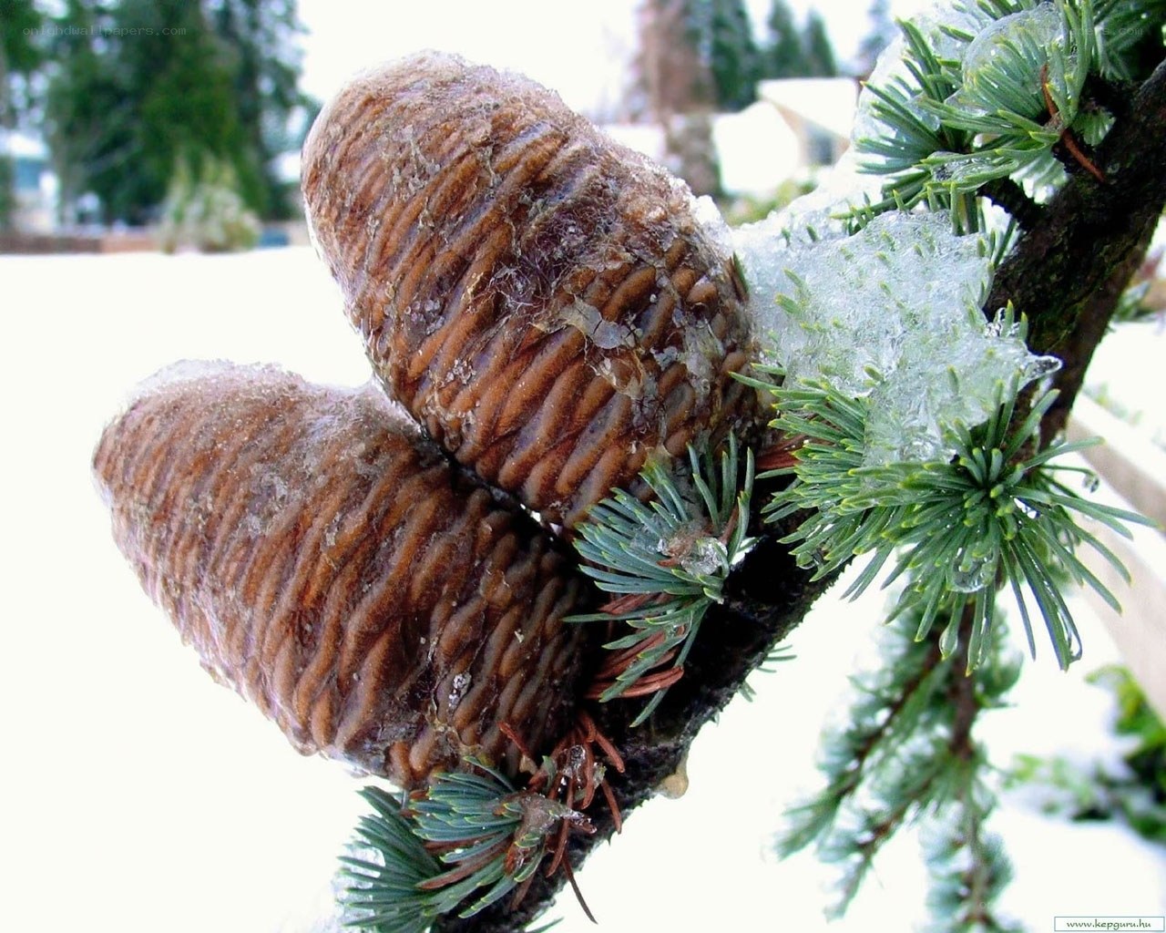 Frozen pine cones on branch