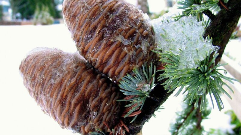 Frozen Pine Cones