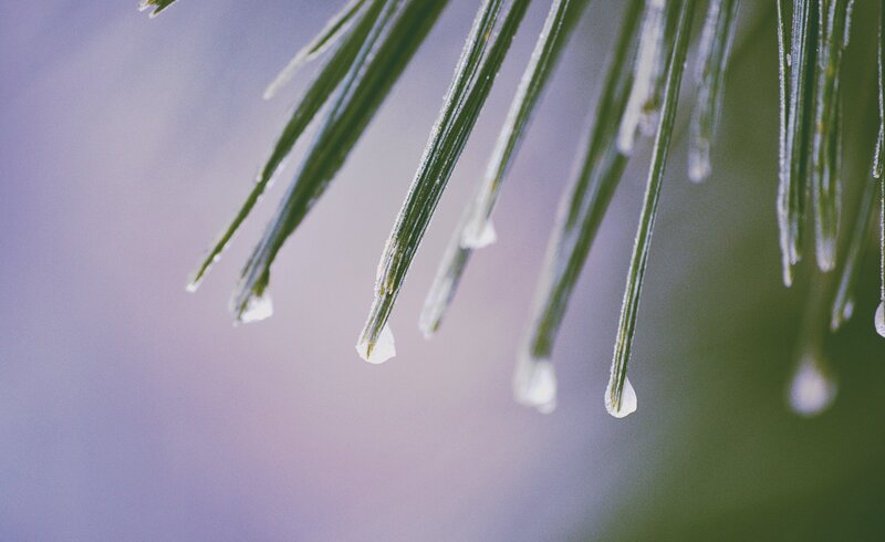 Frozen Pine Needles — Green