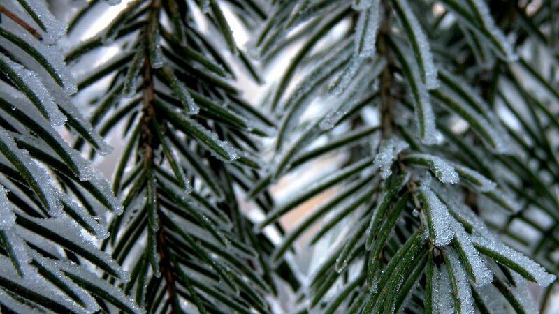 Frozen Pine Needles