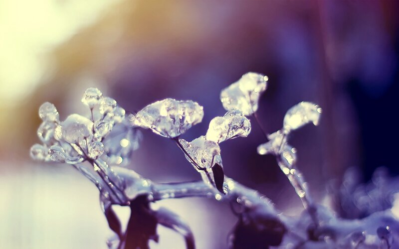 Frozen Plant Branches — Purple
