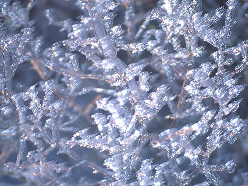 frozen plant branches