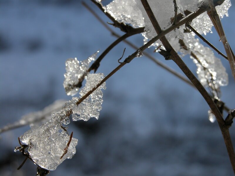 Frozen Plant Branches — White, Cold