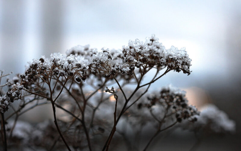 Frozen Plant Branches — White