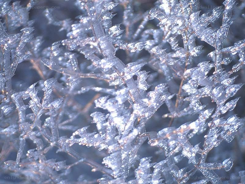 frozen plant branches
