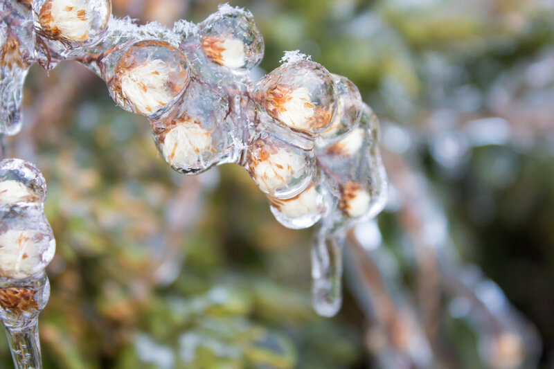 Frozen Plant Buds
