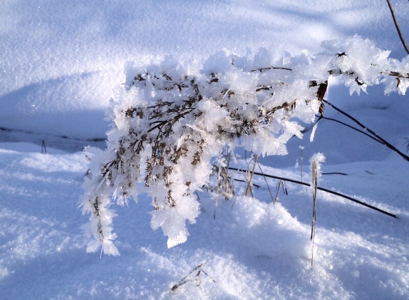 Frozen Plant in Snow
