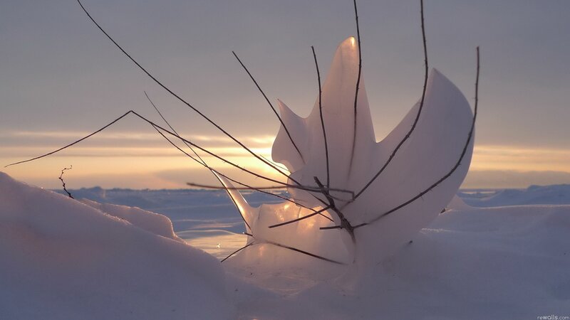 Frozen Plant in Snow — White